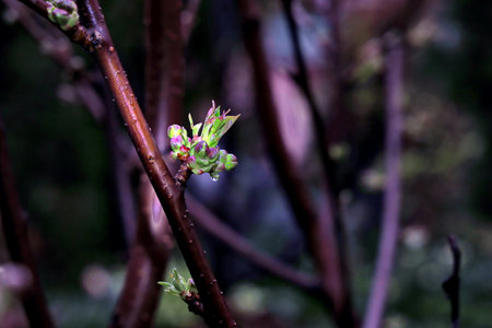 A branch of a tree with buds and leaves on a blurred backgroundの写真素材