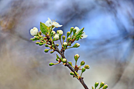 Blossoming branch of apple tree in spring, close-upの写真素材