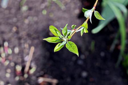 Young leaves green of a bush on a background of the earth.の写真素材