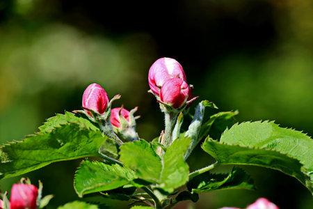 Flowering branch of apple tree on a background of green leavesの写真素材