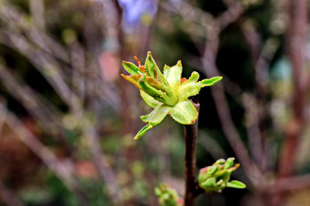 Young leaves on a tree in the spring. close-up.