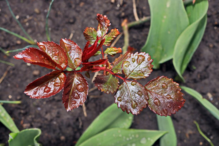 Sprout of a rose with drops of dew on the leavesの写真素材