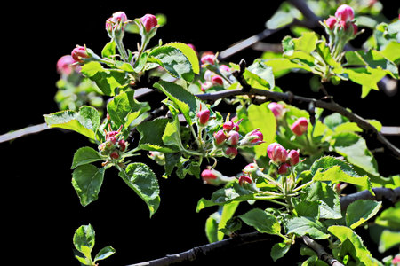 Apple blossoms on a tree branch on a black background in springの写真素材