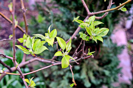 Young green leaves on the branches of a tree in the garden.の写真素材