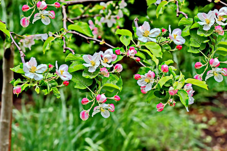 Blossoming branch of apple tree in spring garden. nature backgroundの写真素材