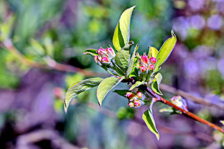 Blossoming branch of apple tree on a background of green leavesの写真素材