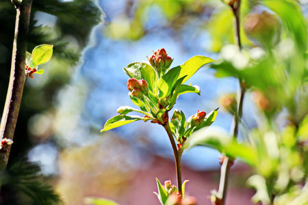 Blossoming branch of apple tree on a spring day. Shallow depth of fieldの写真素材