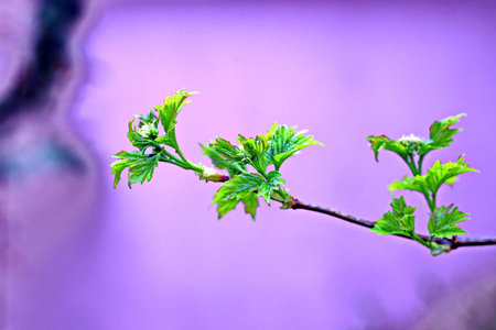 Young green leaves on the branches of a tree in the spring.の写真素材