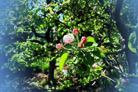 Apple blossoms in the garden in springtime. springtime.の写真素材
