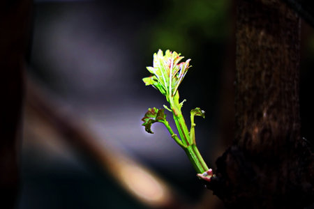 leaves of a tree in the garden. Shallow depth of field.の写真素材