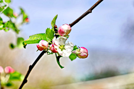 apple blossom in springtime, close up of pink and white flowersの写真素材