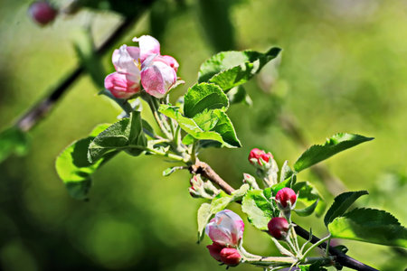apple blossoms on a spring day in the garden. shallow depth of fieldの写真素材