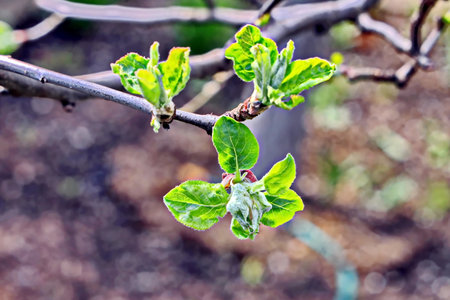 Young green leaves on a branch of an apple tree in spring.の写真素材