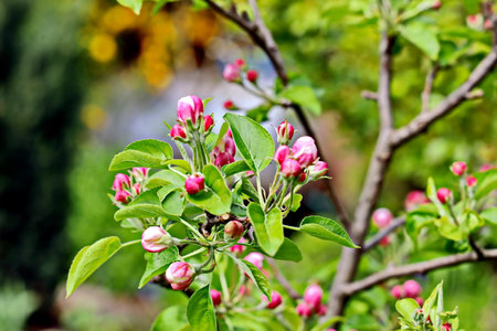 Blossoming branch of apple tree in spring garden, close upの写真素材