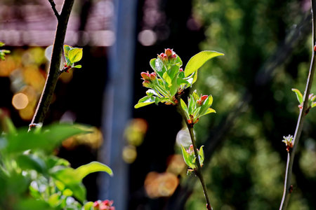 spring blossom in the garden with green leaves and bokehの写真素材