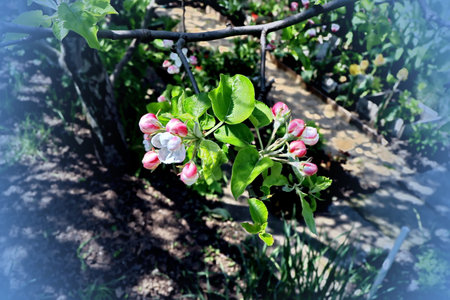 Apple tree blossoms in spring. Spring flowering of fruit trees.の写真素材