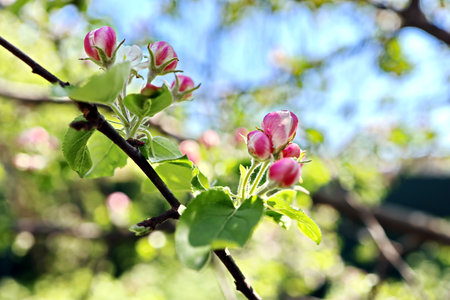 Apple blossom in spring time, apple tree branch with pink flowersの写真素材