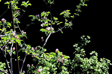 blooming apple tree on black background with green leaves and white flowersの写真素材