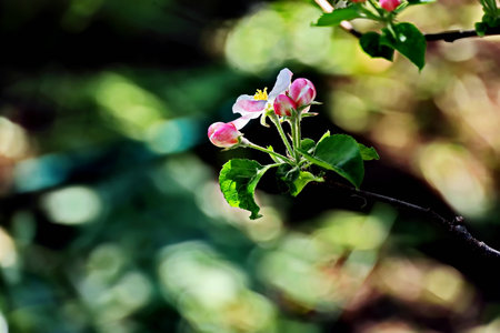 Apple tree blossom in spring, close-up. nature backgroundの写真素材