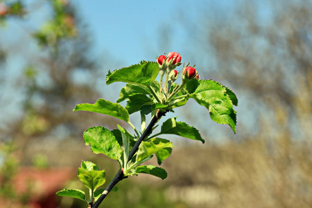 Apple tree branch with red flowers and buds on a background of blue sky