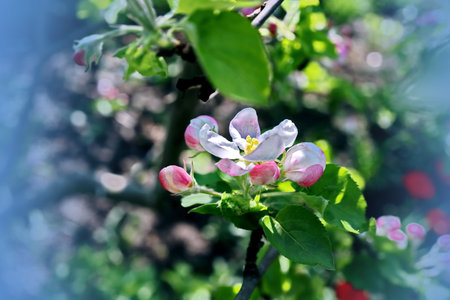 Apple blossom in springtime, close up. Apple tree branch with flowers.の写真素材