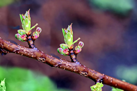 Buds on the branches of a tree in the early spring.の写真素材