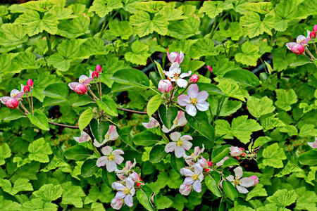 Apple blossoms in the garden. Blooming apple tree in spring.の写真素材