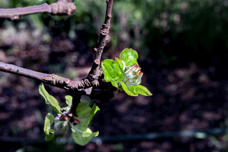Apple tree branch with buds and green leaves in the spring garden.の写真素材