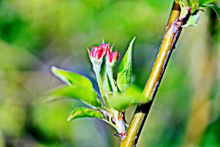 Closeup of a blooming apple tree branch in springtime.の写真素材