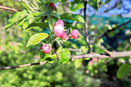 blooming apple tree in the spring garden on a sunny day.の写真素材