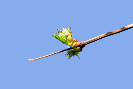 Buds on the branches of a tree on a blue background.の写真素材