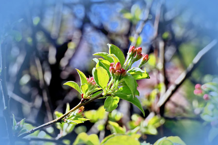Buds of a blossoming apple tree on a sunny spring dayの写真素材