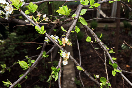 White flowers on the branches of a blossoming pear tree in springの写真素材