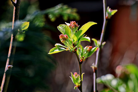 A branch of a blossoming apple tree in the spring garden.の写真素材
