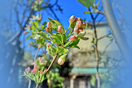 Blossoming branch of apple tree on a background of blue skyの写真素材
