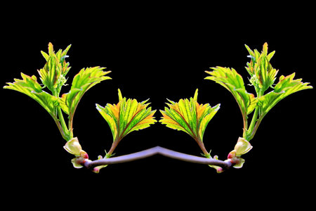 Young green leaves isolated on a black background. Spring and summer concept.の写真素材
