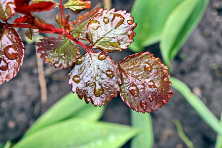 Water drops on the leaves of a rose after rain, close-upの写真素材
