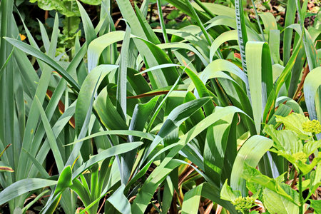 Leaves of lily-of-the-valley plantの写真素材