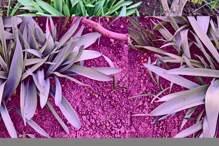 Top view of various types of flowers and plants growing in the garden.の写真素材
