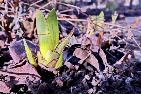 Young corn seedling growing on the ground in early spring. Selective focus.