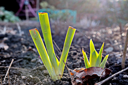 Young sprout of hyacinths growing in the garden.