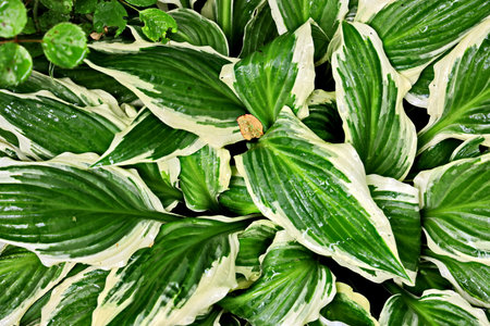 Beautiful green leaves of hosta in the garden, stock photoの写真素材