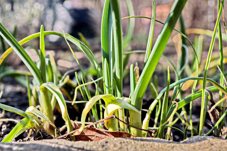 Green onion plants growing in the garden. springtime. selective focus.の写真素材