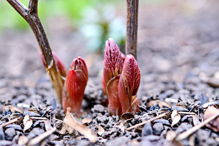 Young sprouts of tulips in the spring forest. Close-upの写真素材