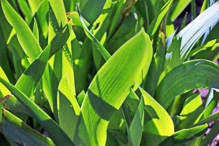 green leaves of lily of the valley, closeup of photoの写真素材