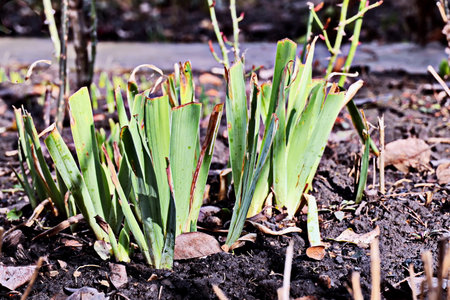 Plantation of daffodils in the spring garden.の写真素材