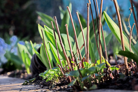 Sprout of tulips in the spring garden on a sunny day