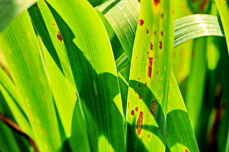 Close up of green corn leaves in the field, agricultural background.