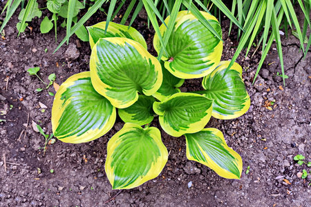 Top view of green and yellow hosta plants in the garden.の写真素材
