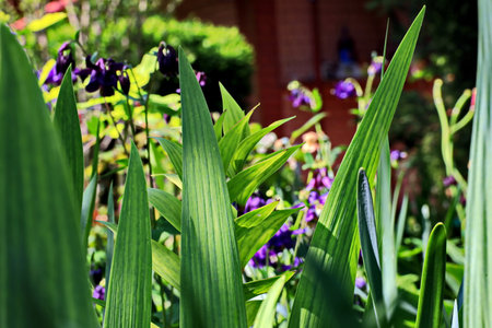 Purple iris flowers and green leaves on a sunny day.の写真素材